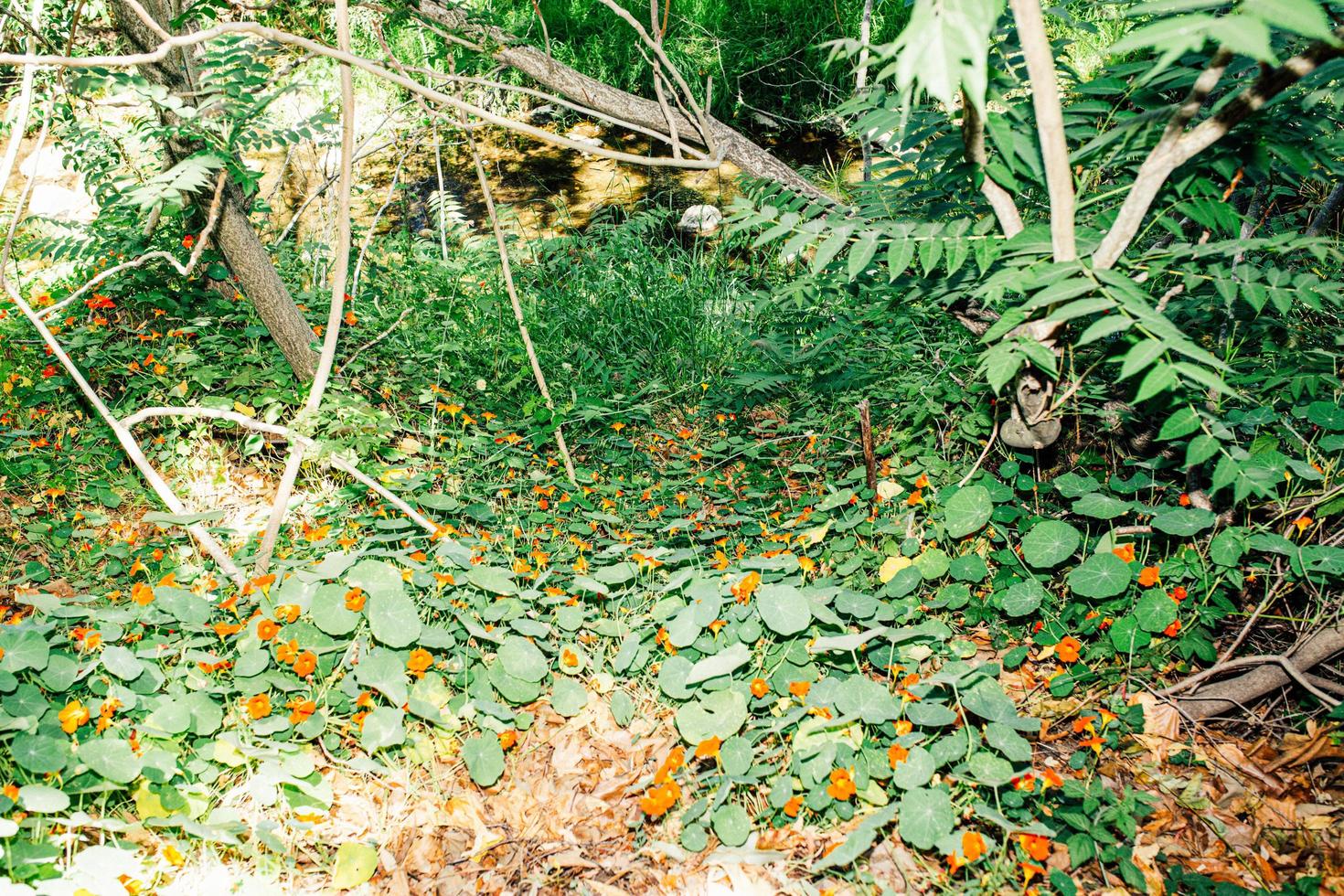 Biodiverse plants near a creek photo
