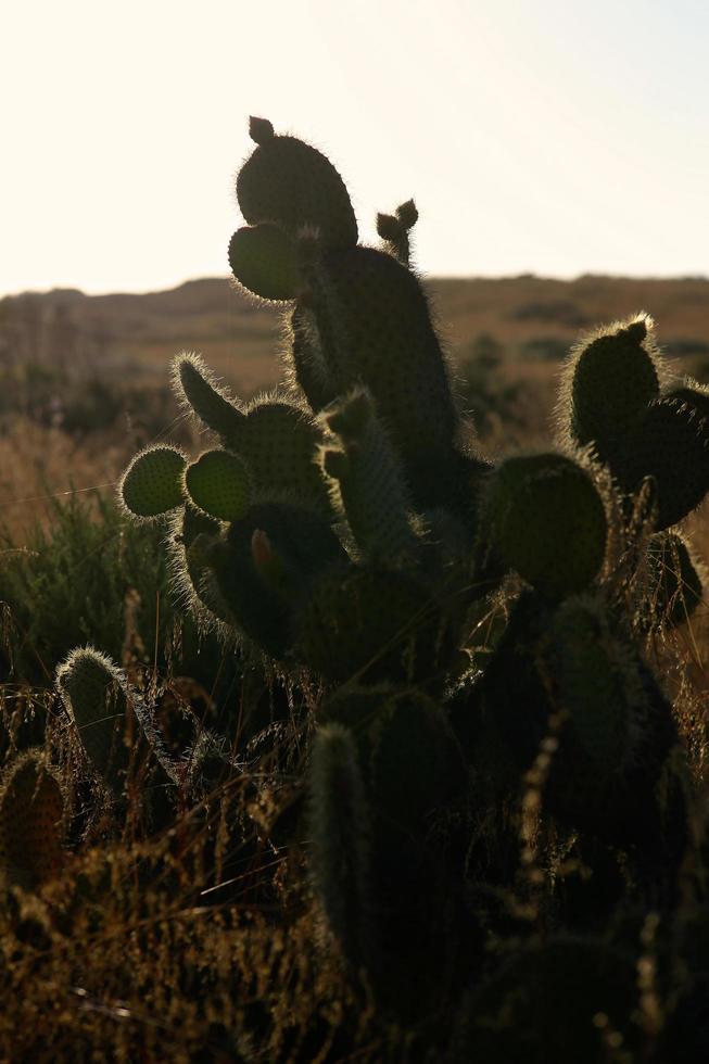 Backlit cactus in California during golden hour photo