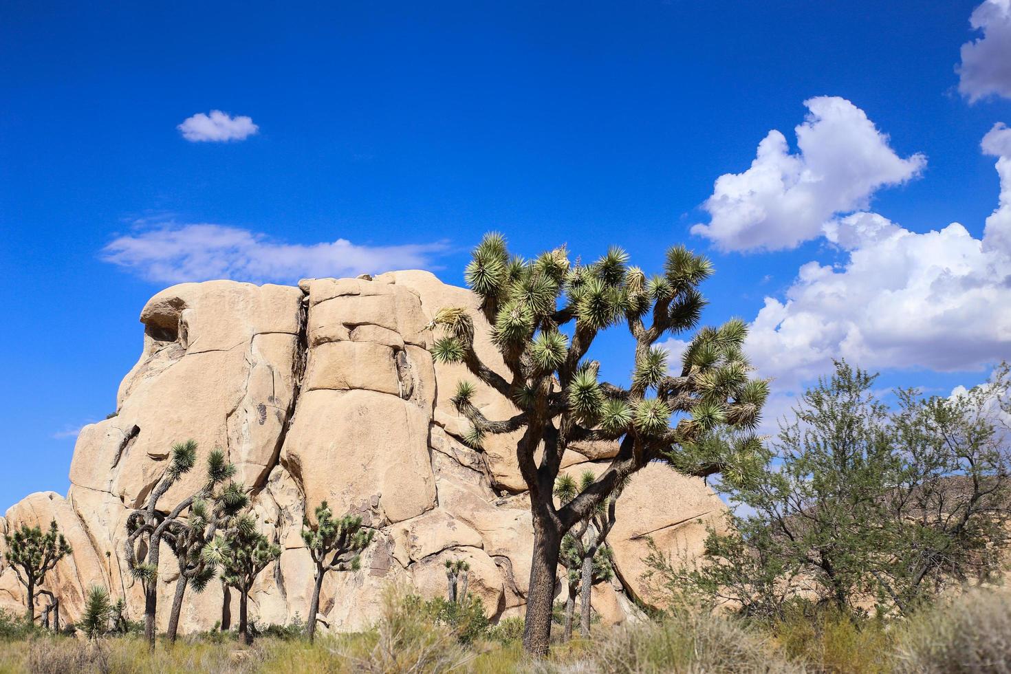 Joshua Tree National Park photo