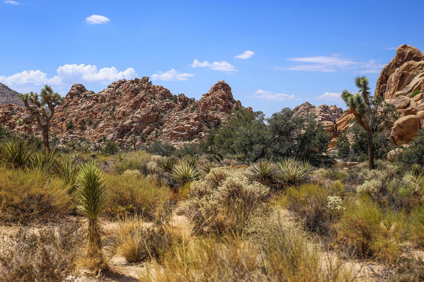 parque nacional joshua tree foto