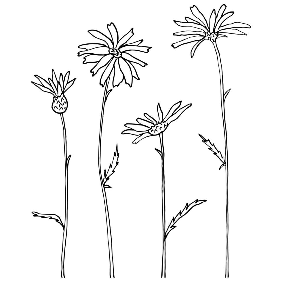 Sketch with field daisies on a white background. vector