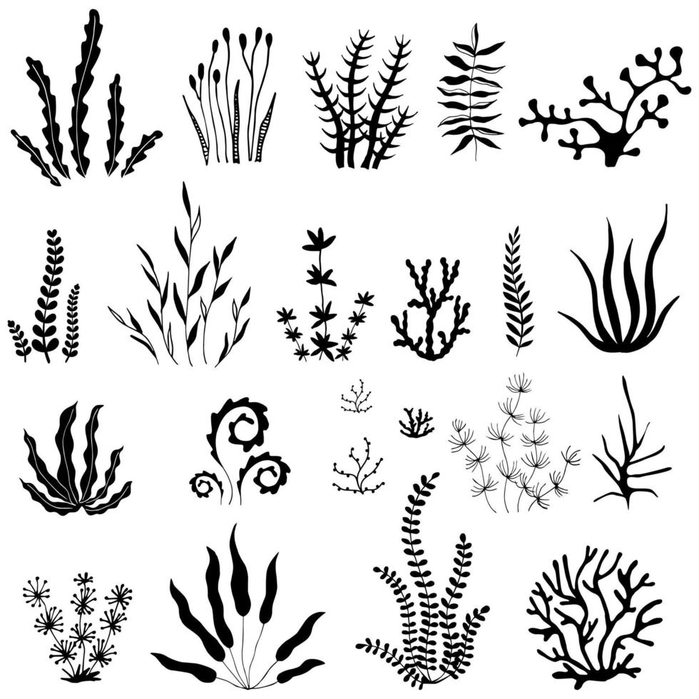 Collection of seaweed.  Monochrome sketch. vector