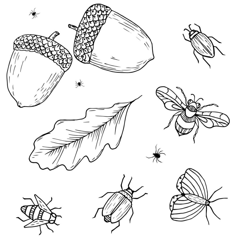 bosquejo de otoño con bellotas, hojas de roble e insectos. escarabajo, abeja, araña, insecto. colección de vectores dibujados a mano.