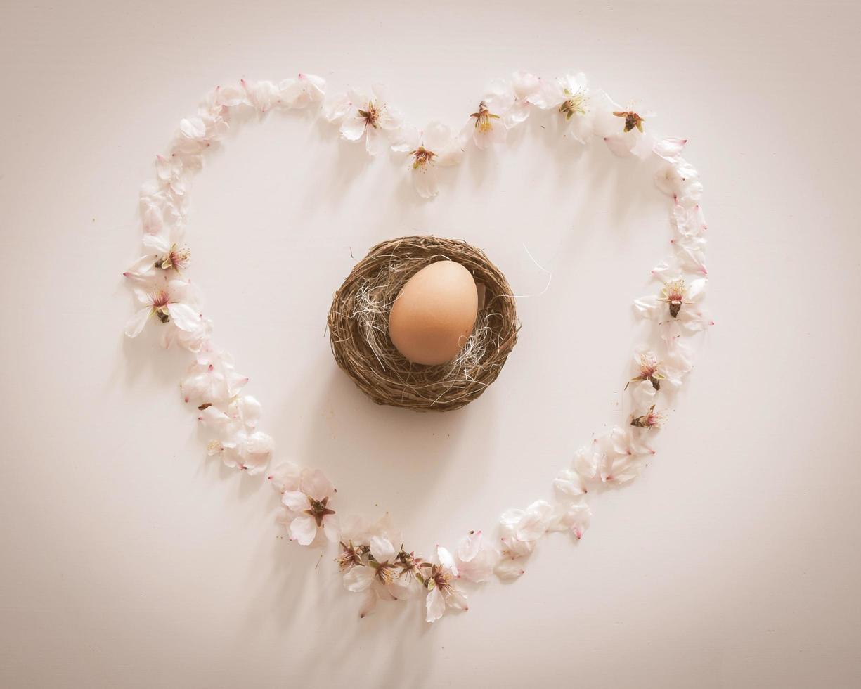 Solo huevo en el nido rodeado de margaritas en forma de corazón sobre fondo blanco. foto