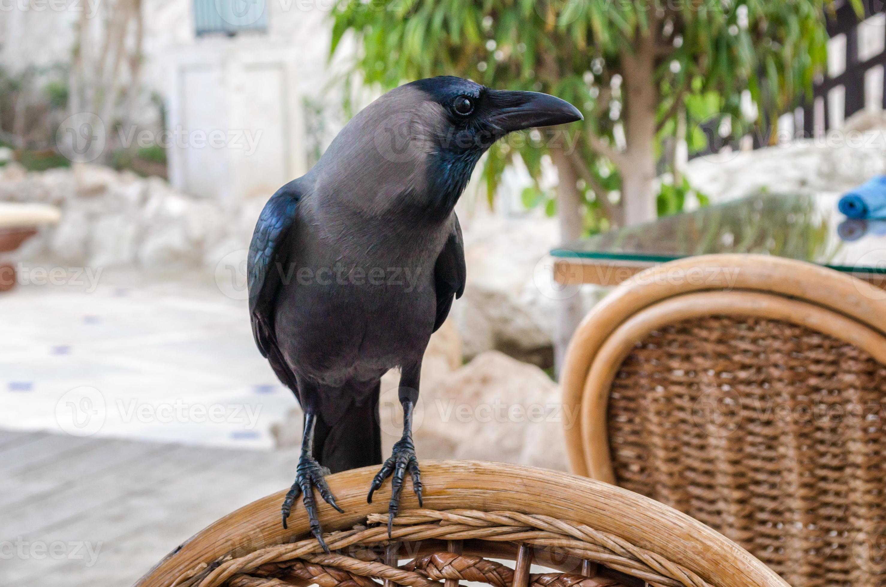 Crow raven profile Royalty Free Vector Image - VectorStock