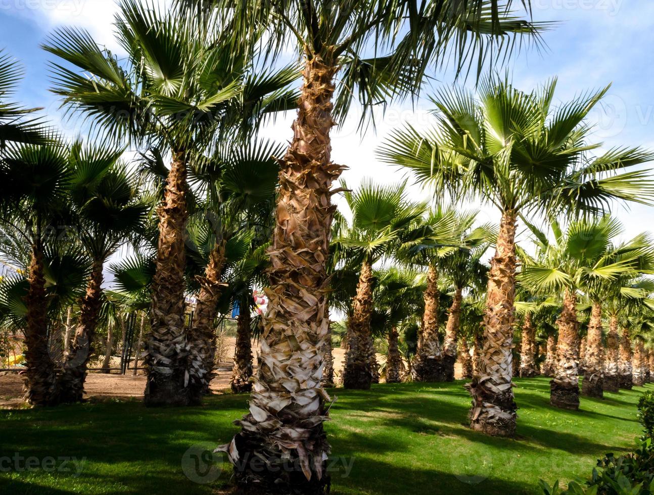 Palm trees and green grass photo