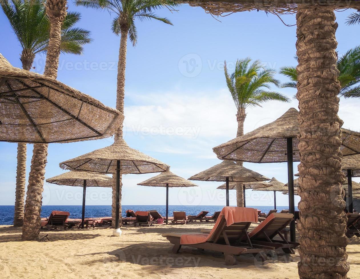 Palm trees and wooden umbrellas and lounging chairs on a beach photo