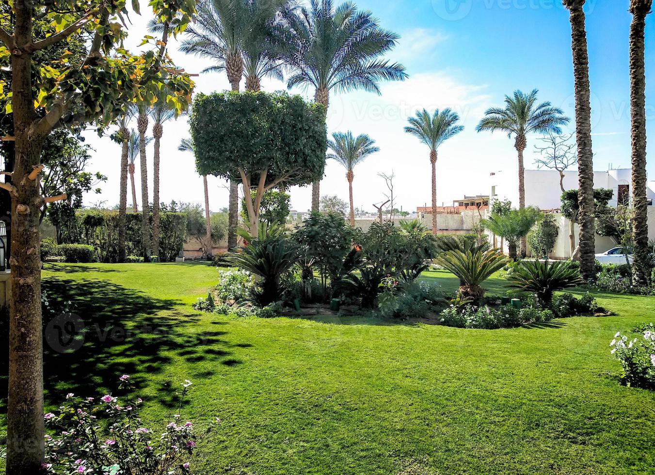 Garden with palm trees photo