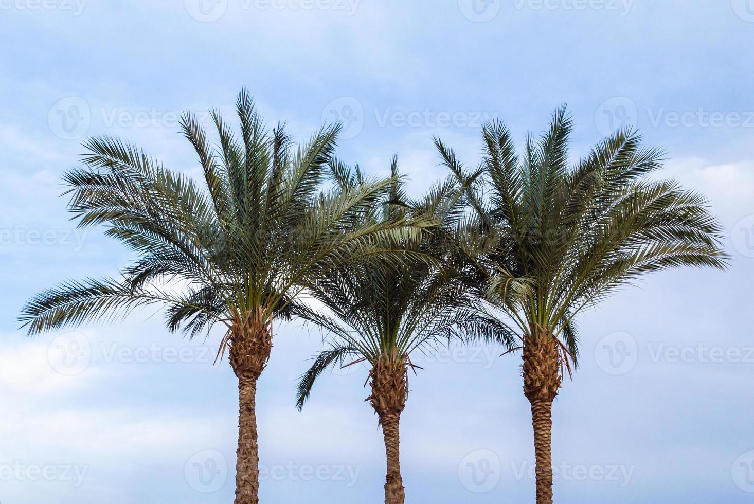 Tres palmeras verdes contra un cielo azul foto