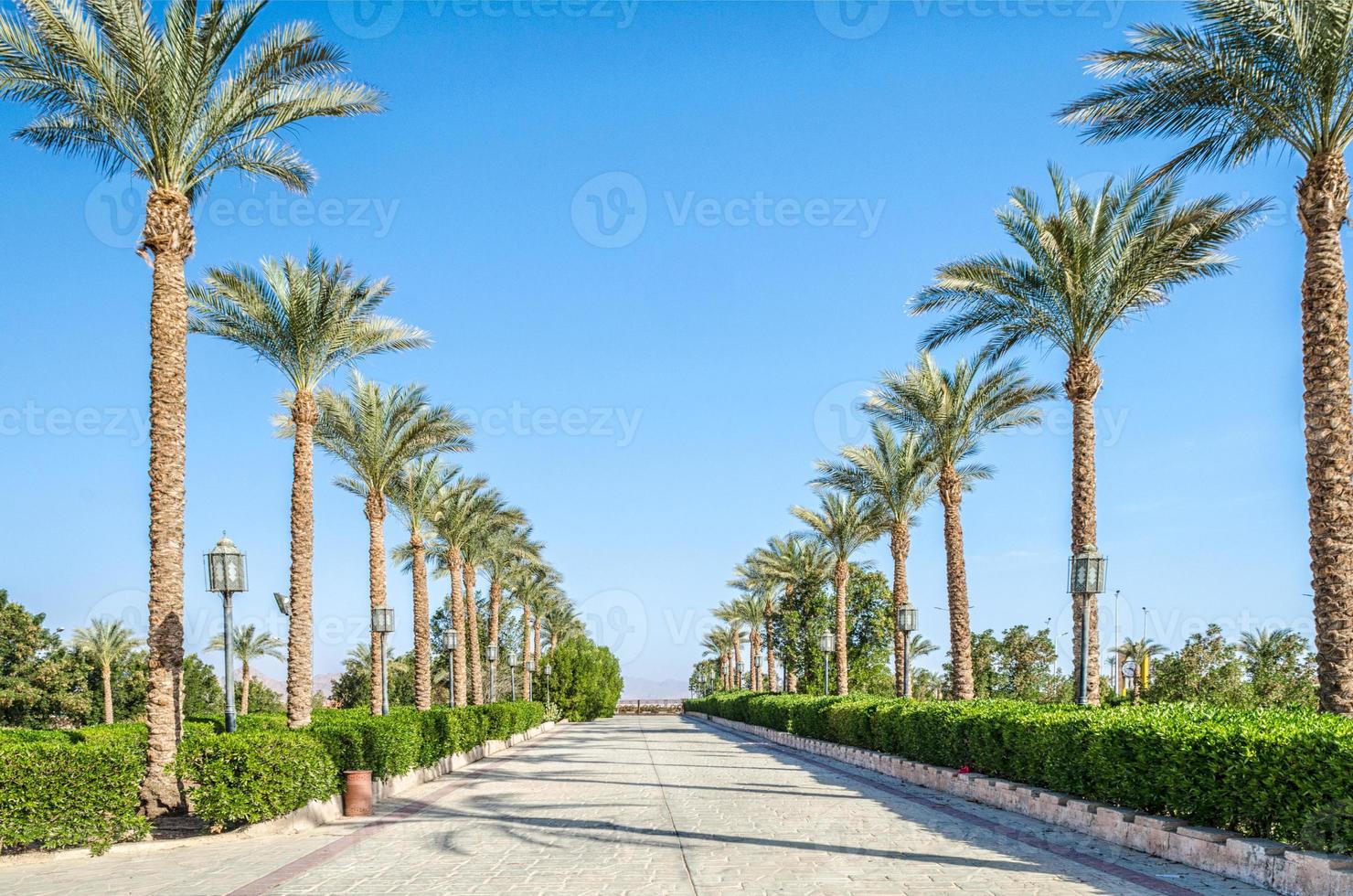Palm trees lining the street photo