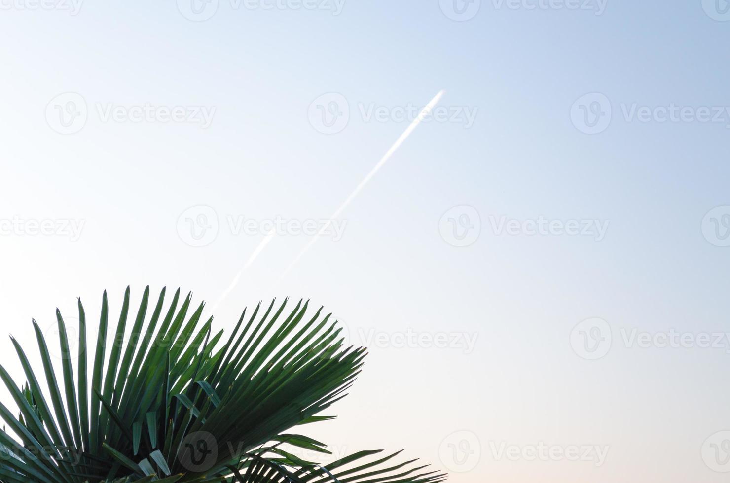 Airplane contrails and palm leaves photo