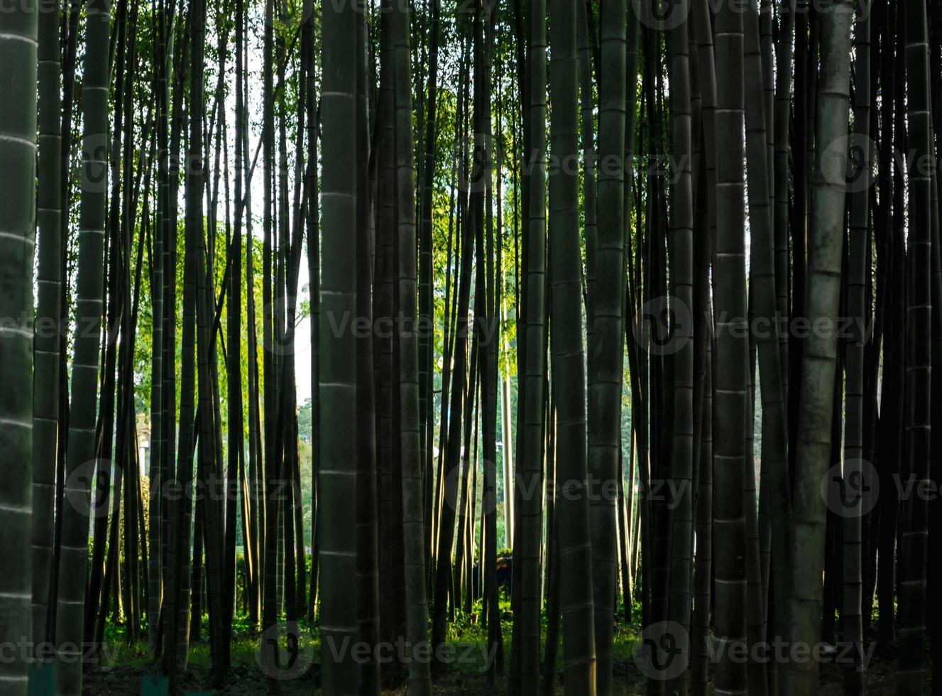 bosque de bambú denso foto