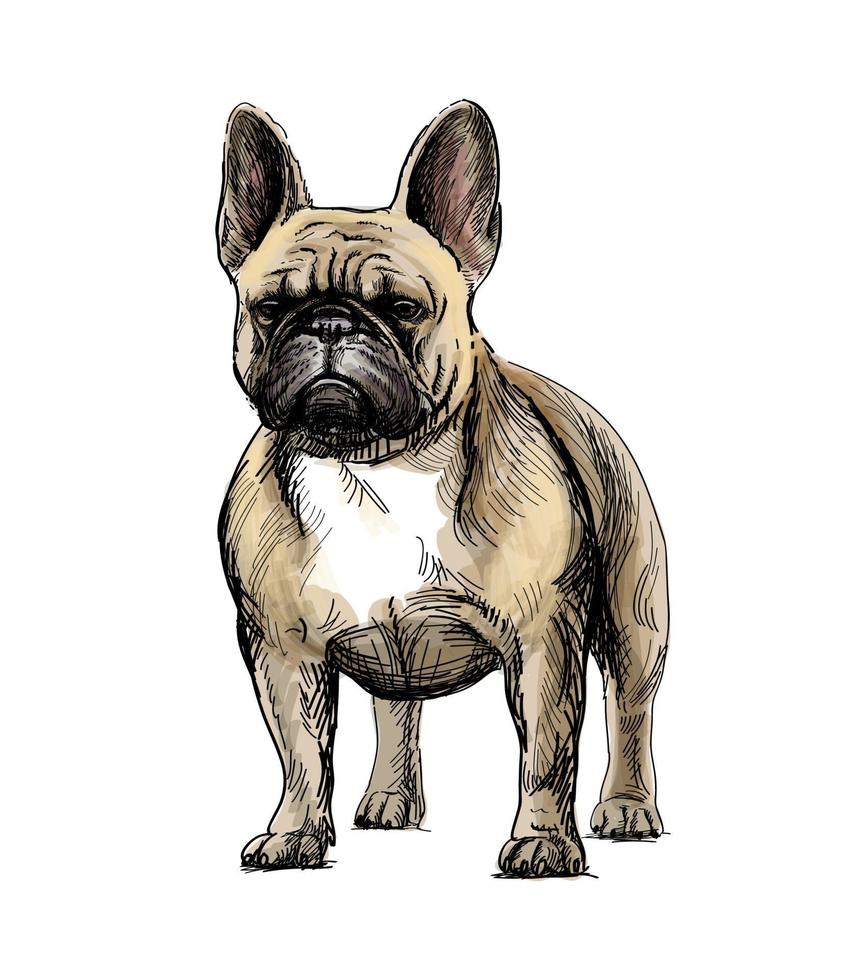 Hand drawing of a beautiful French bulldog dog on white background. Vector illustration