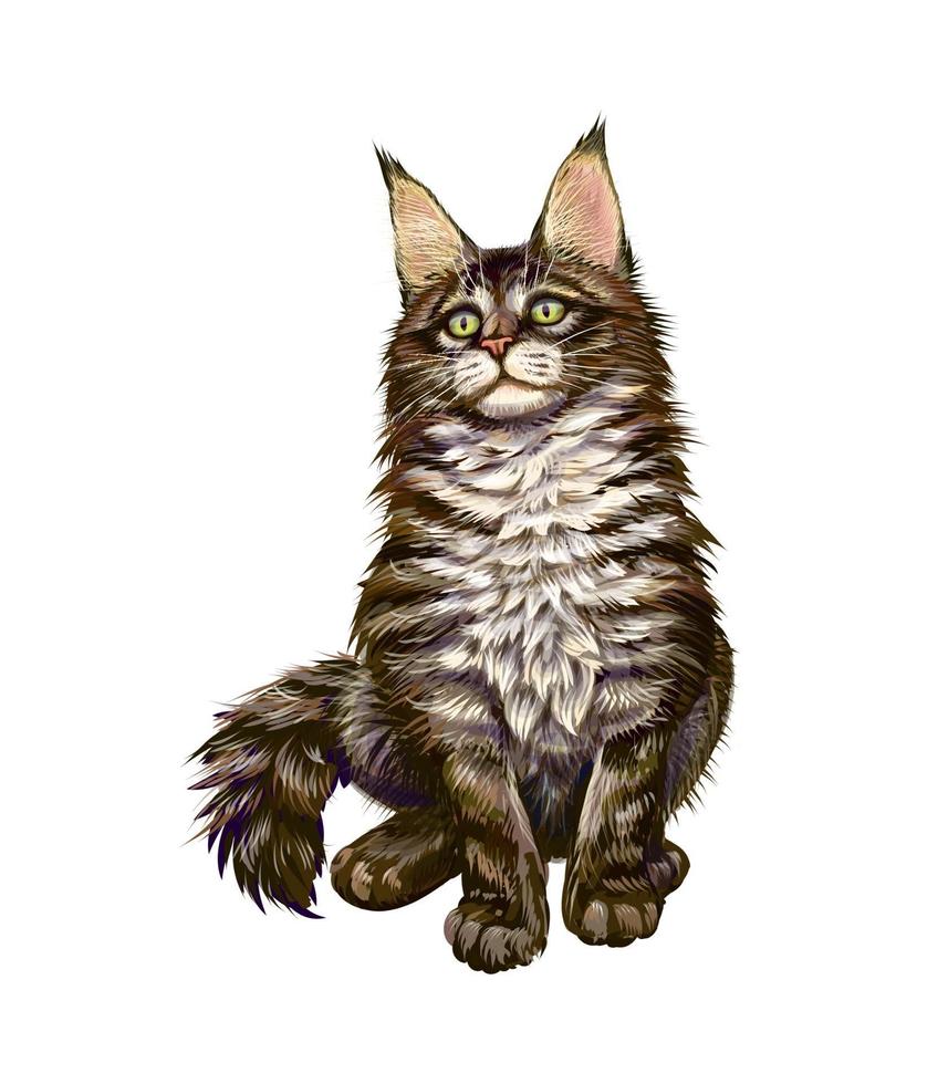 Maine Coon cat sitting and looking away on a white background. Vector illustration