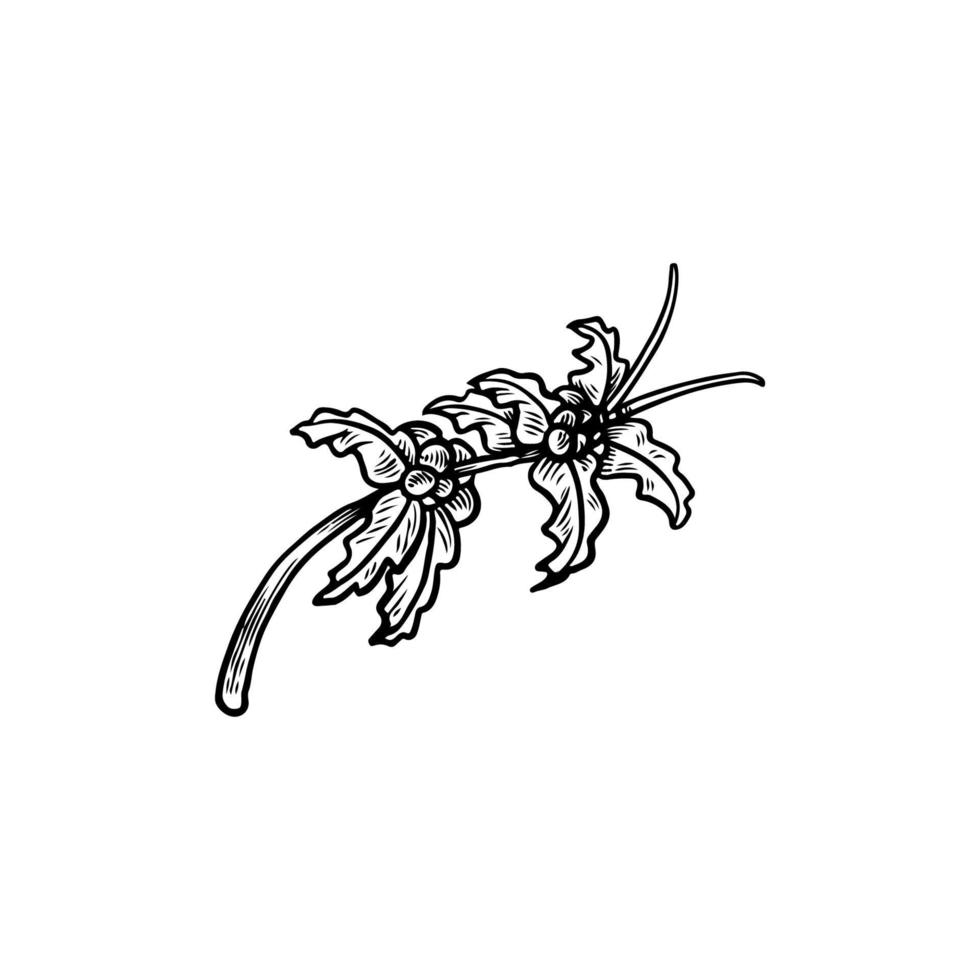 Coffee beans illustration. A coffee tree branches with flower, leaves and beans isolated on white background. Botanical drawing in graphic vintage style hand-drawn vector. Organic nature sketch vector
