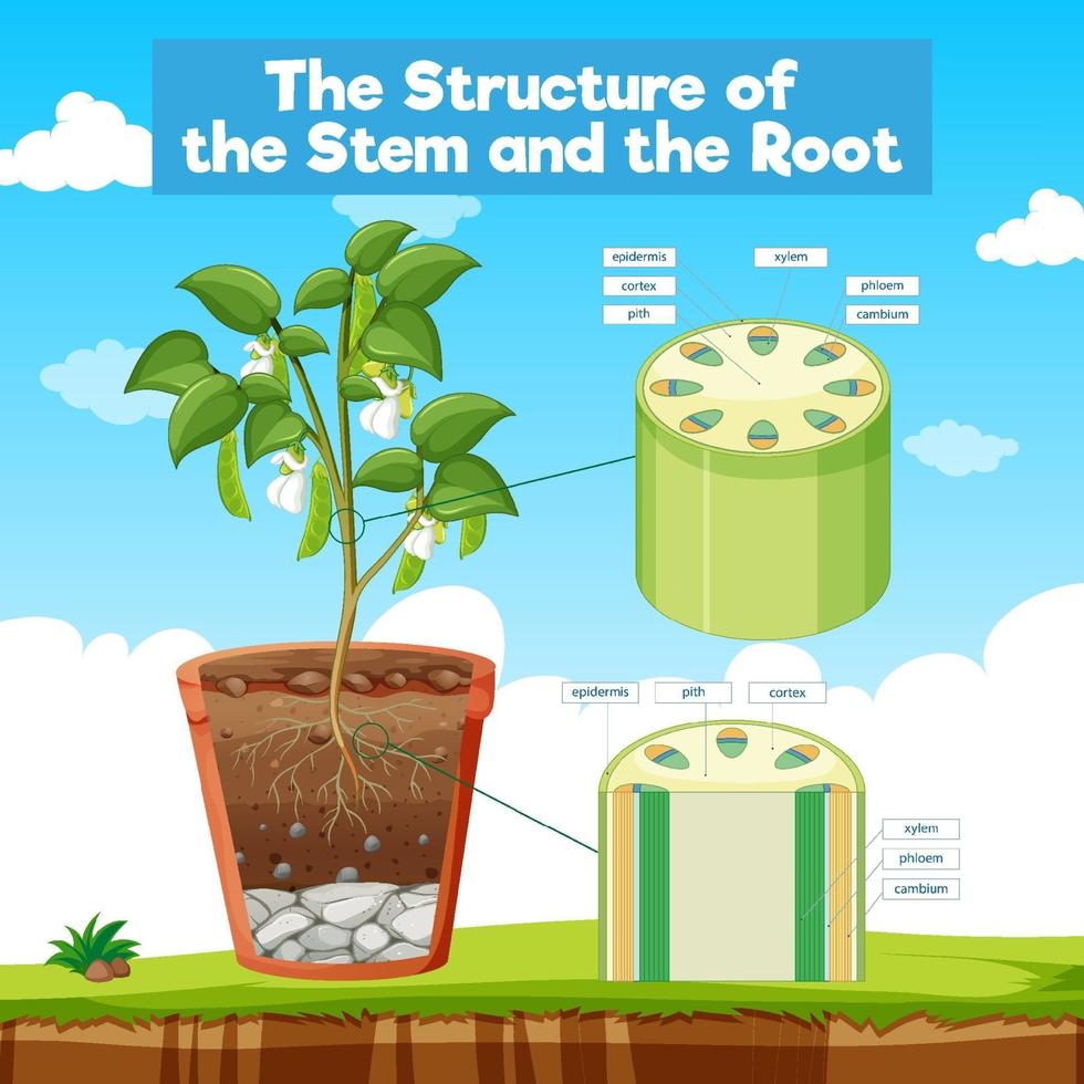 The Structure of the Stem and the Root vector