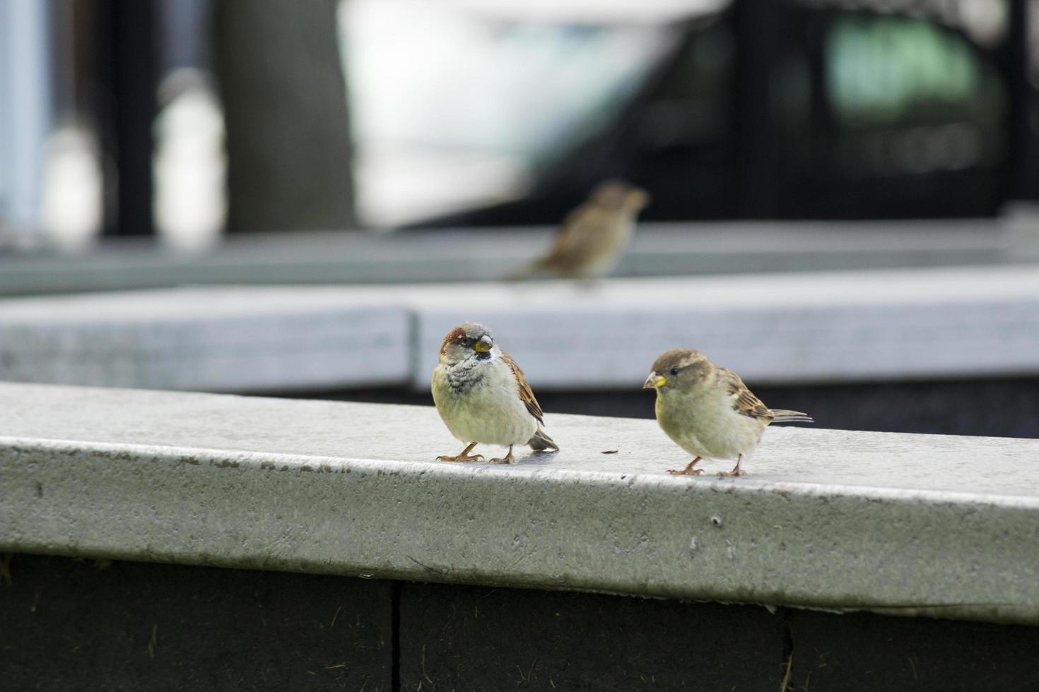 Sparrows on a sill photo