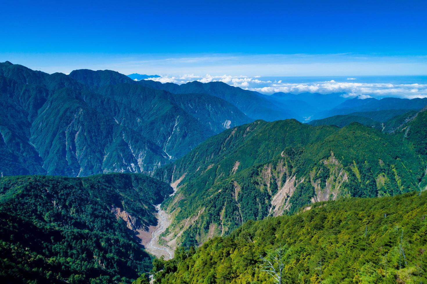 bosque en taiwán foto