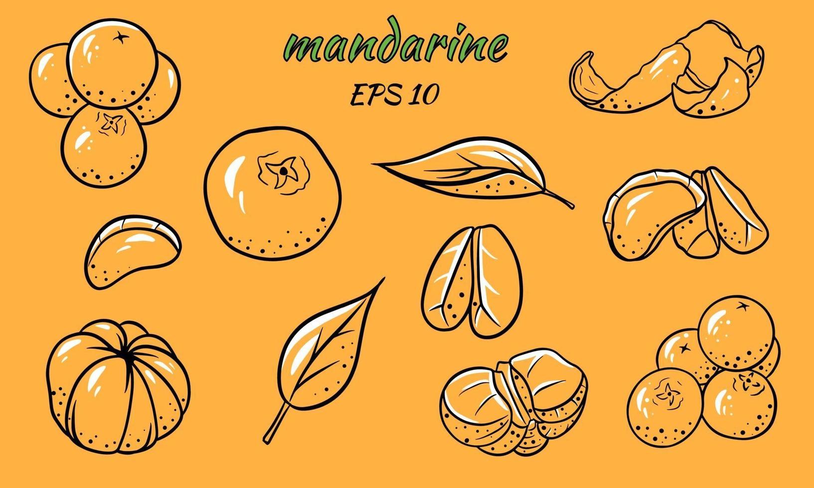 conjunto de ilustraciones vectoriales de mandarinas. vector