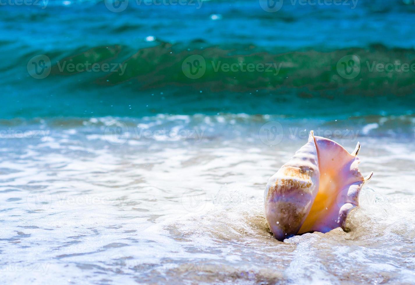 Conch shell in water photo