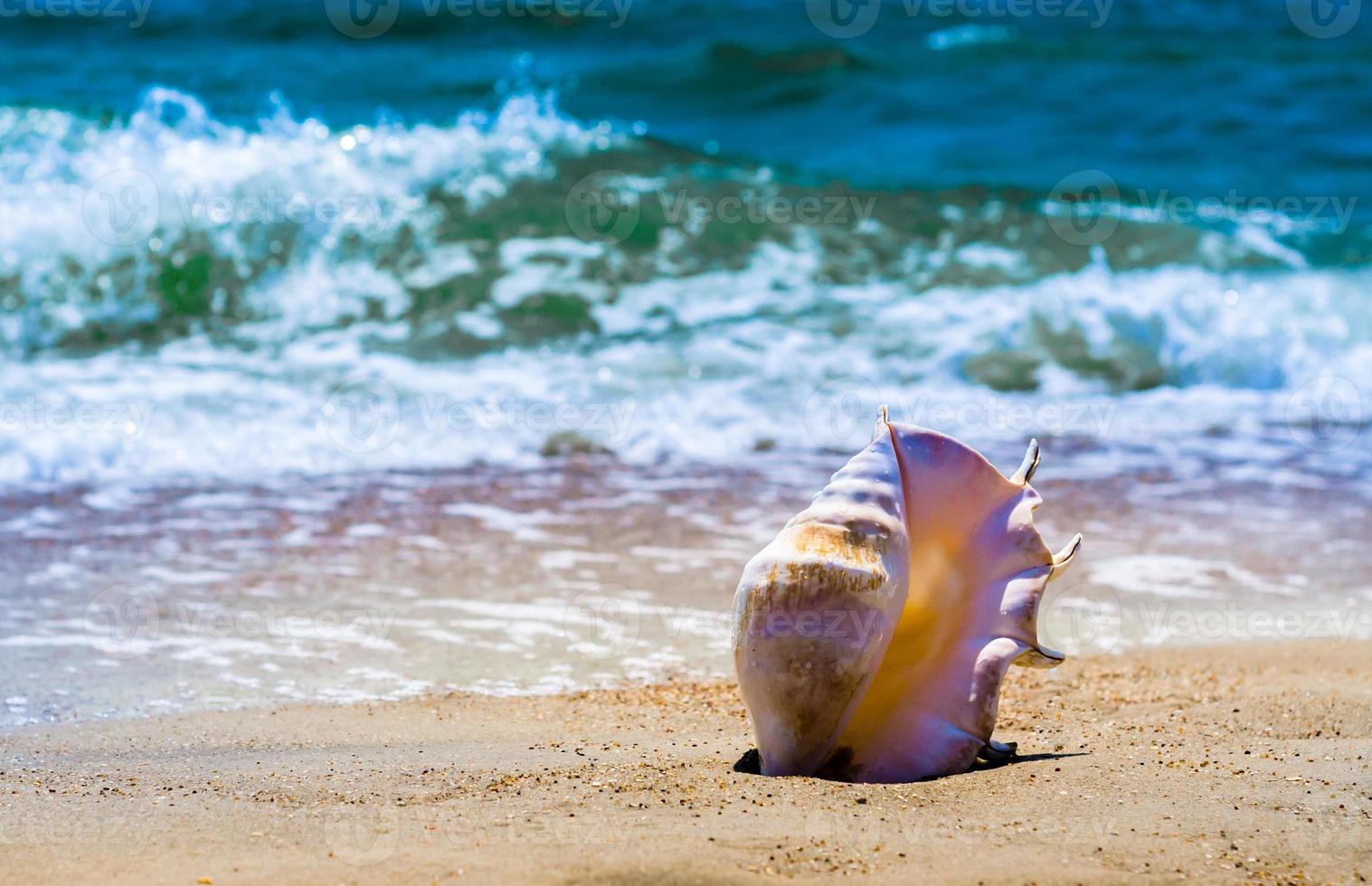 caracola en la arena foto