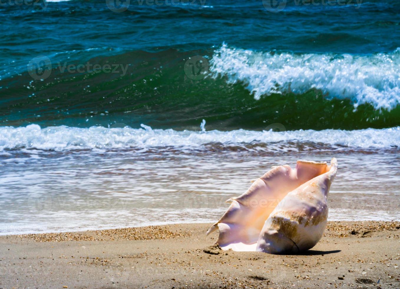 concha en una playa foto