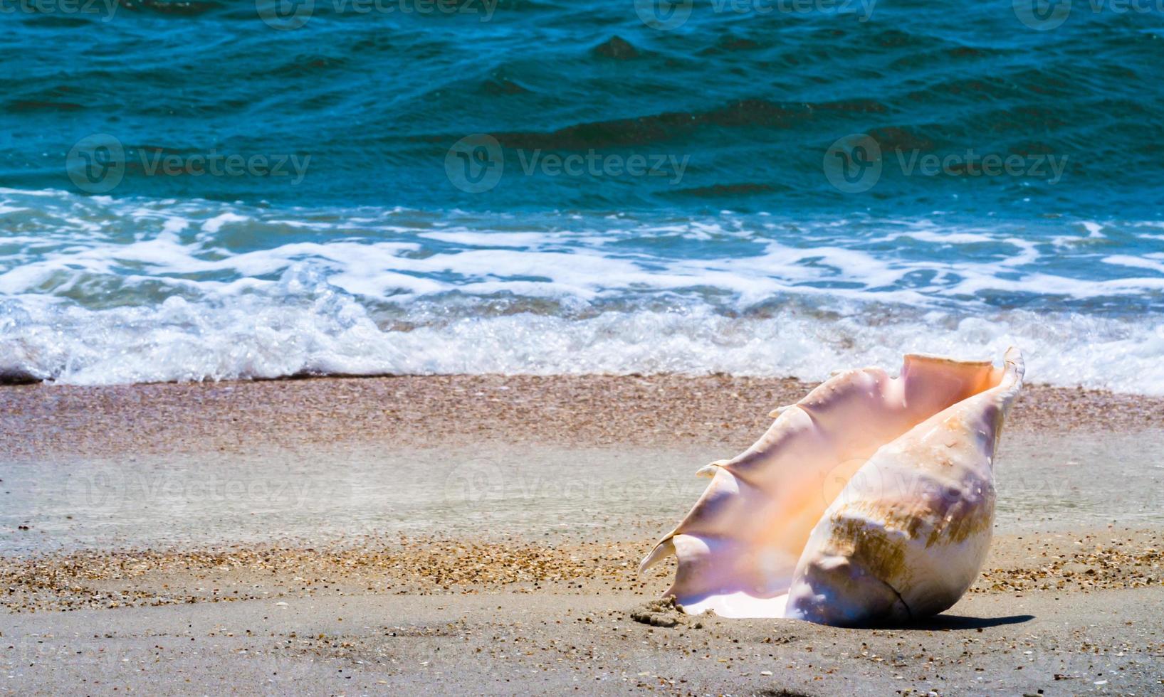 concha en la arena cerca del agua foto