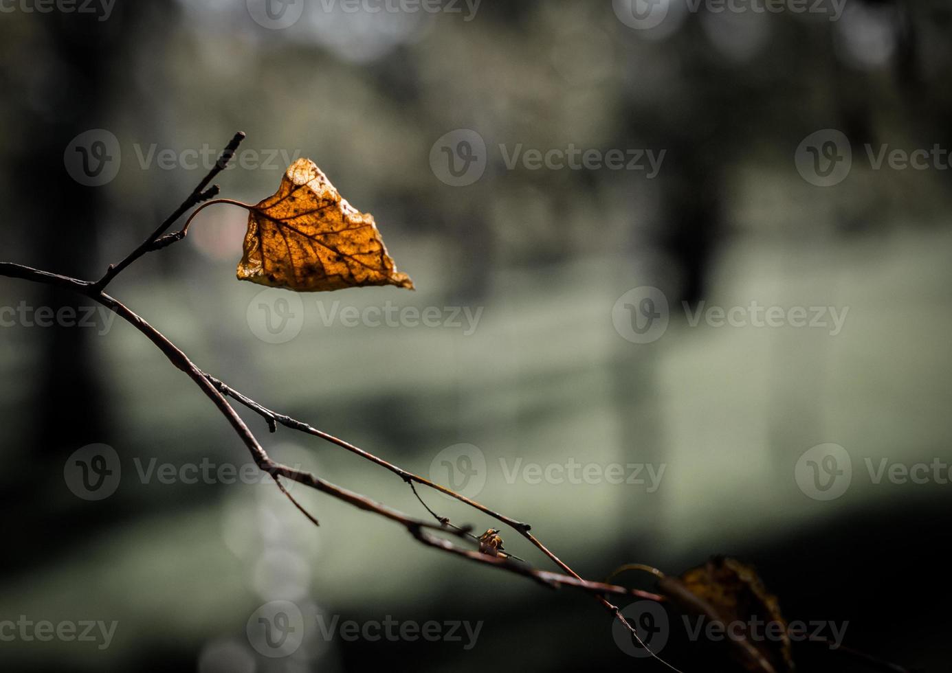 Dry leaf on a tree branch photo