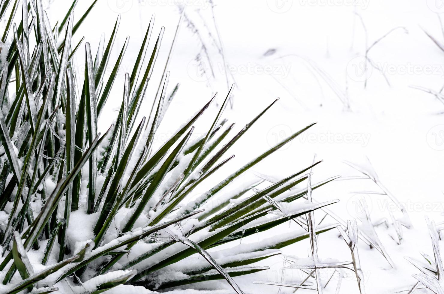 Green plant in snow and ice photo