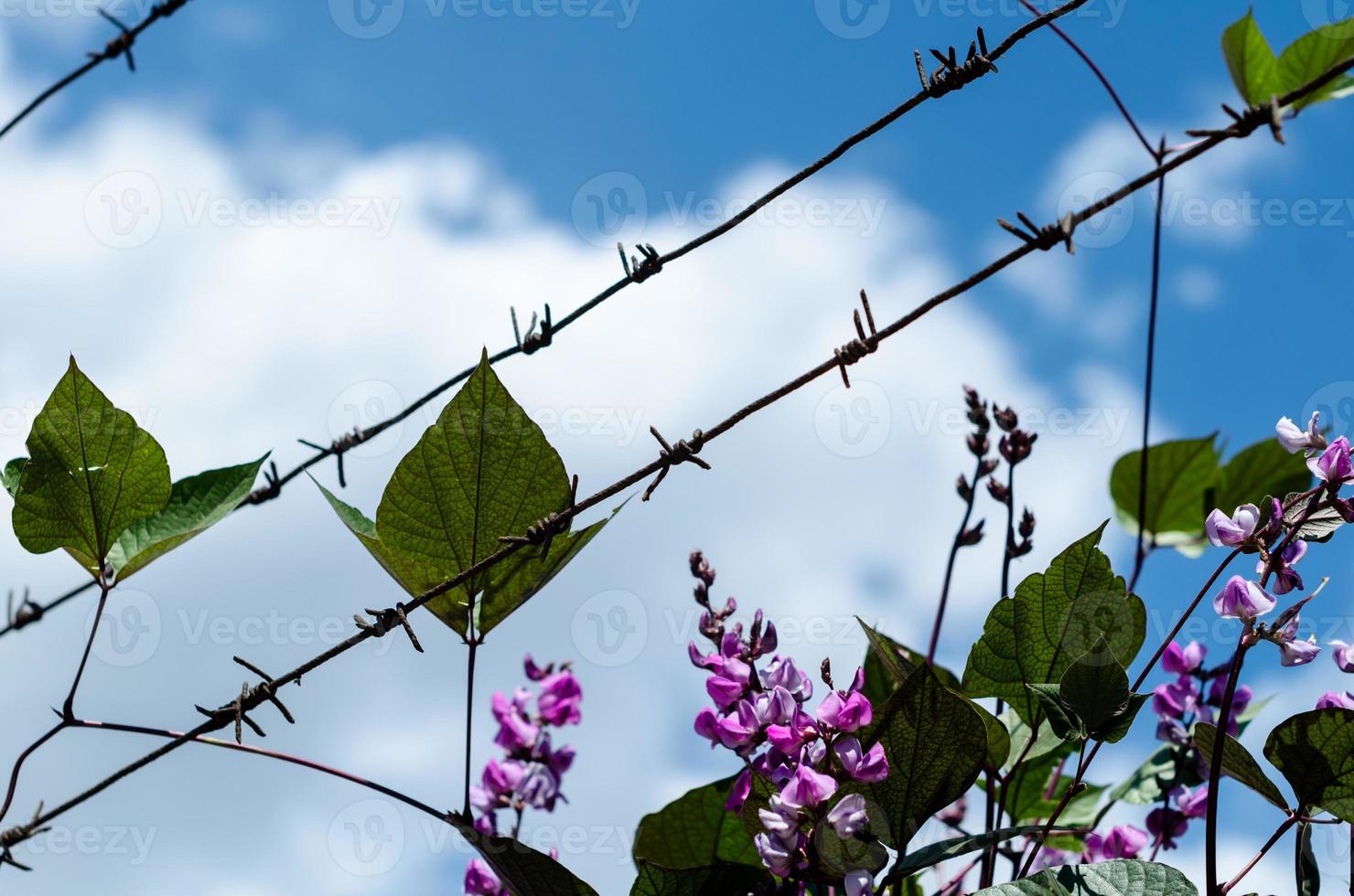 Barbed wire with flowers photo