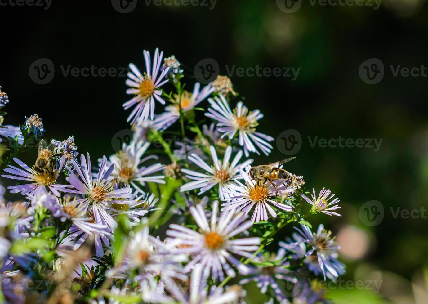 Bees on chamomile flowers photo