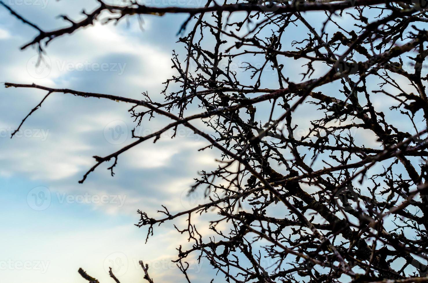 ramas contra el cielo foto