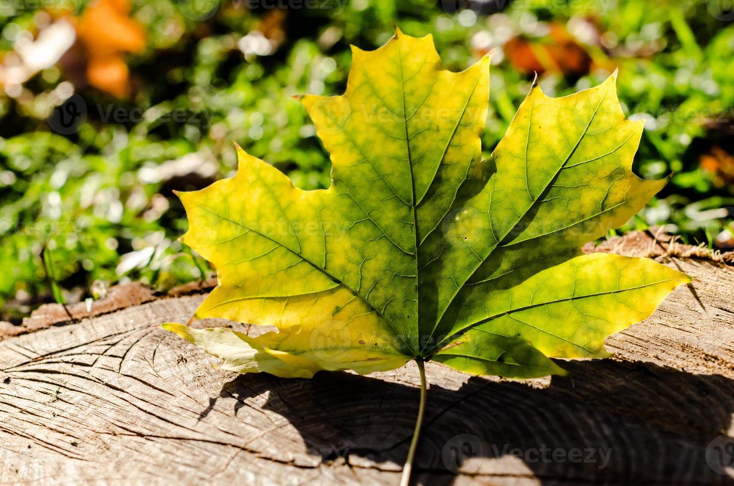 Hoja de arce amarillenta sobre tocón de madera cerrar foto