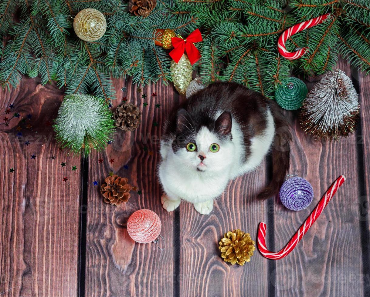 Cat and Christmas tree photo