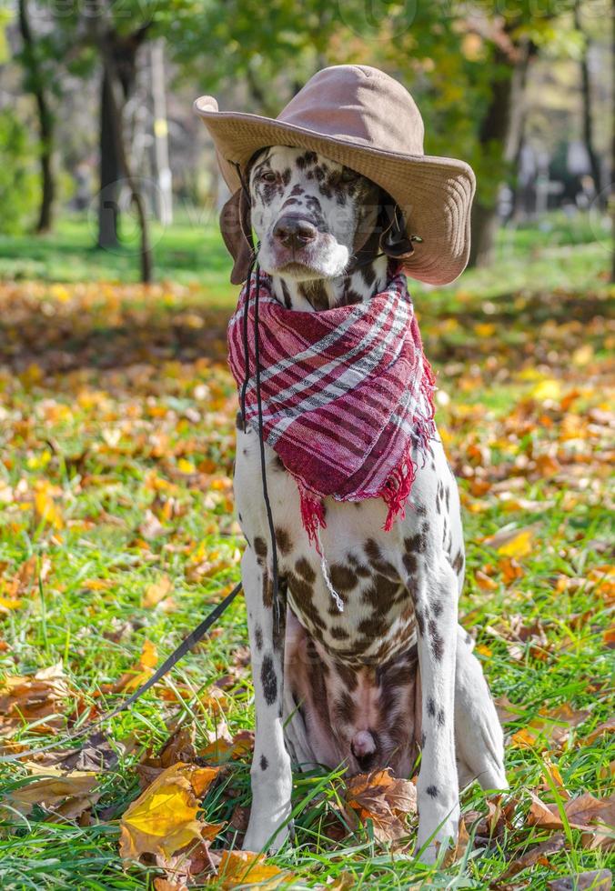 Dalmatian in a cowboy hat and scarf with autumn leaves photo