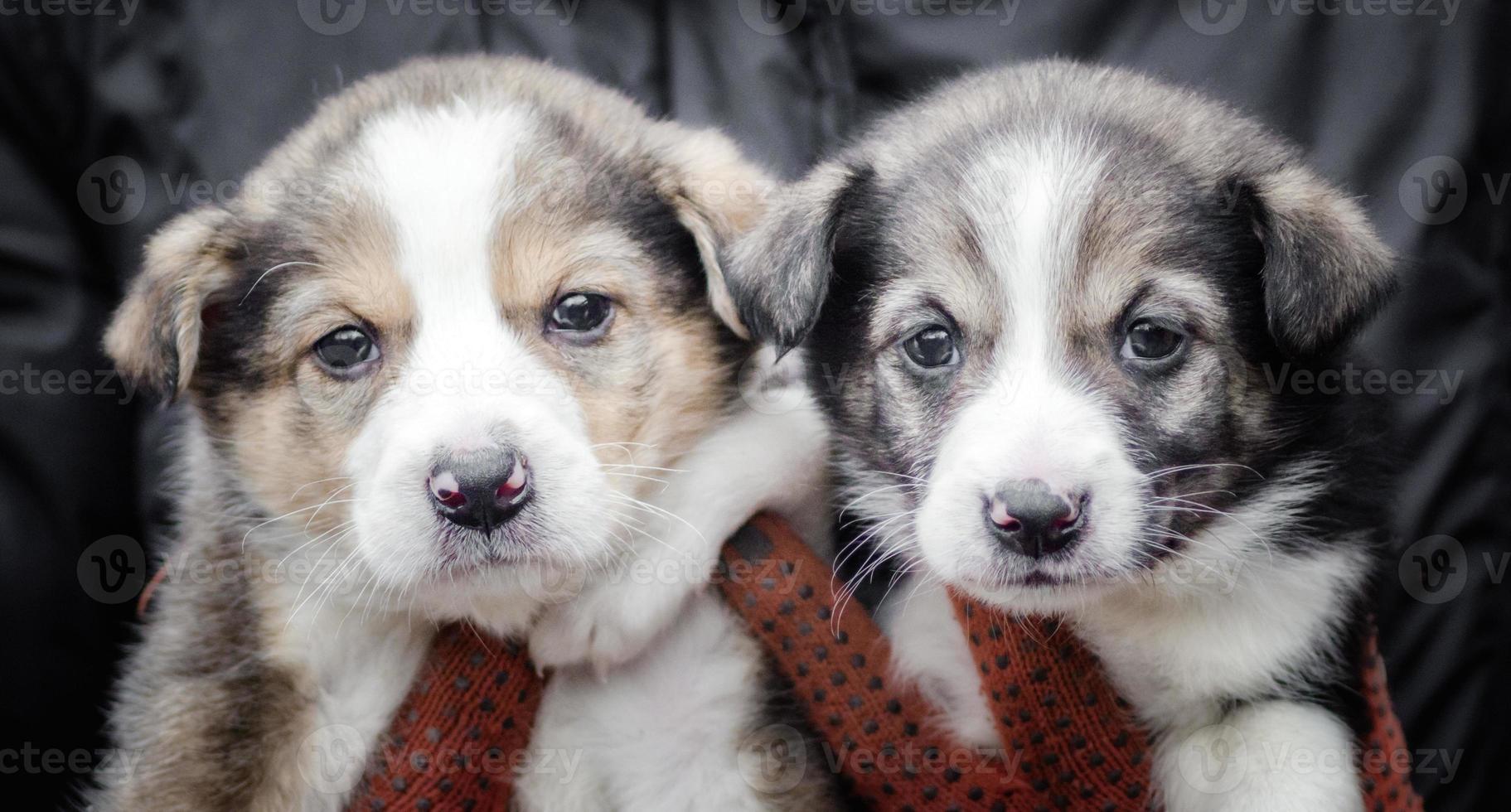 Close-up of two puppies photo