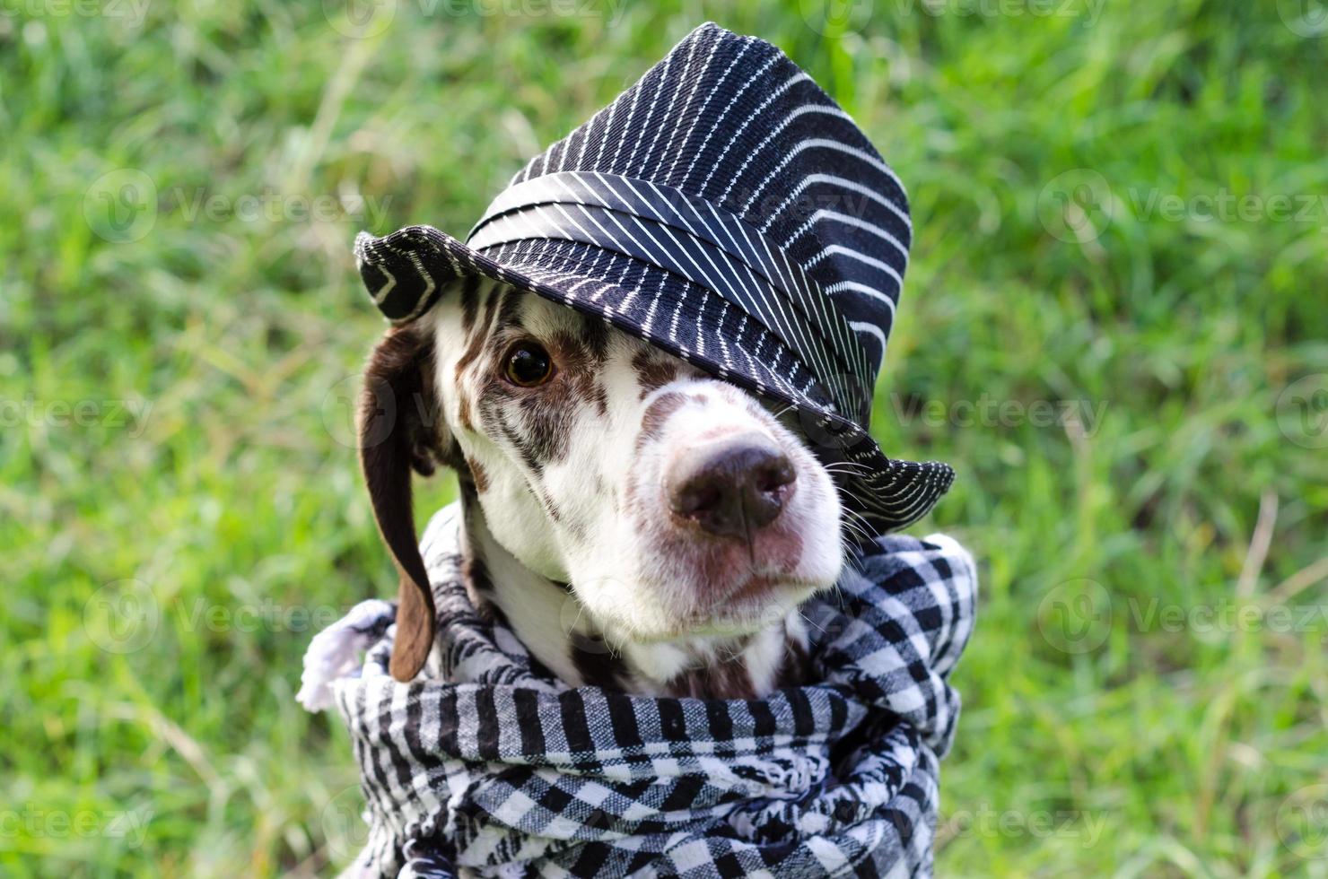 Dalmatian in a striped hat and a plaid scarf photo
