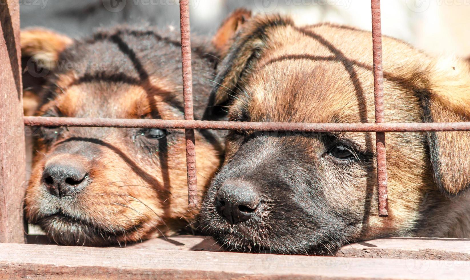 Two puppies behind a fence in a shelter photo