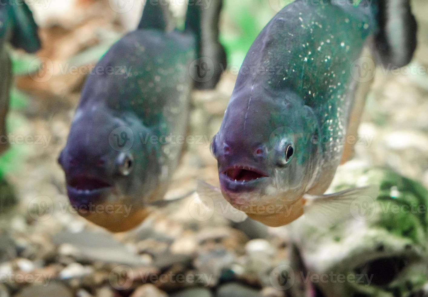 Two piranha fish in water photo