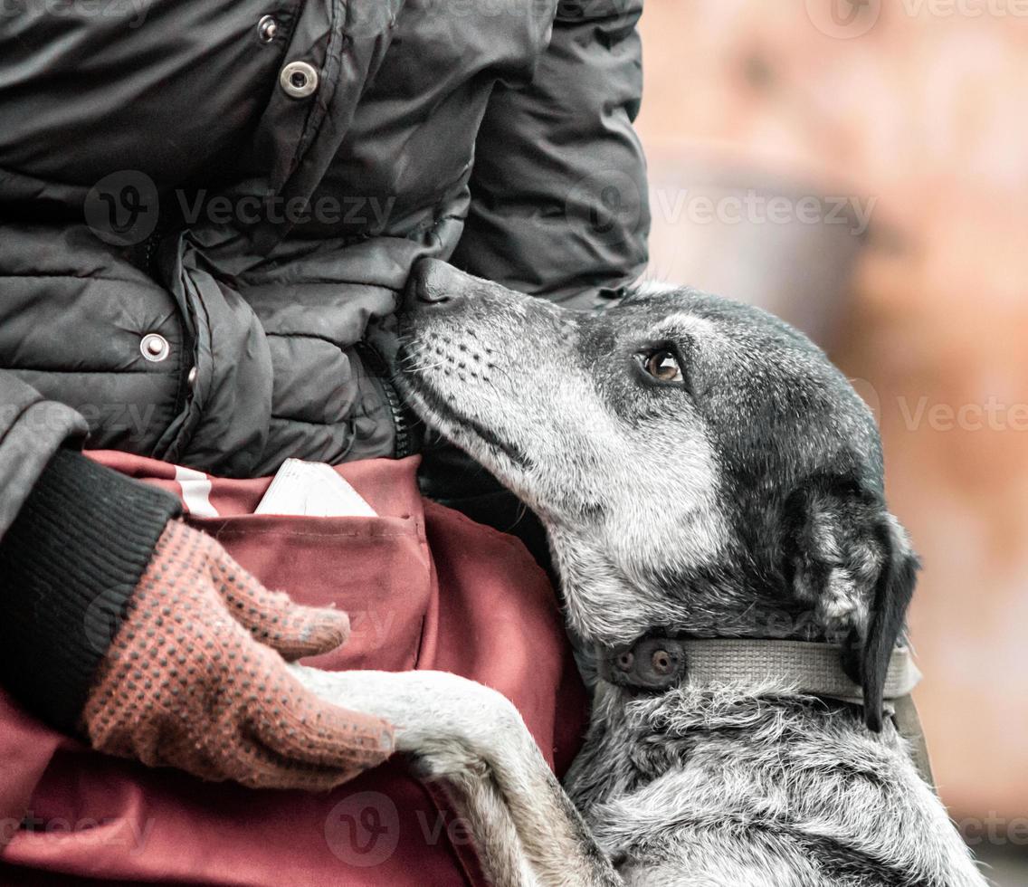 Dog putting paw in a hand photo