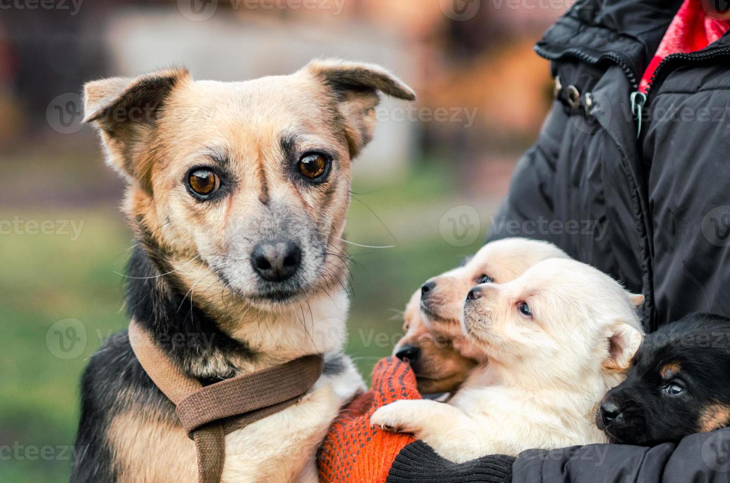 perro adulto y cachorros con una persona. foto