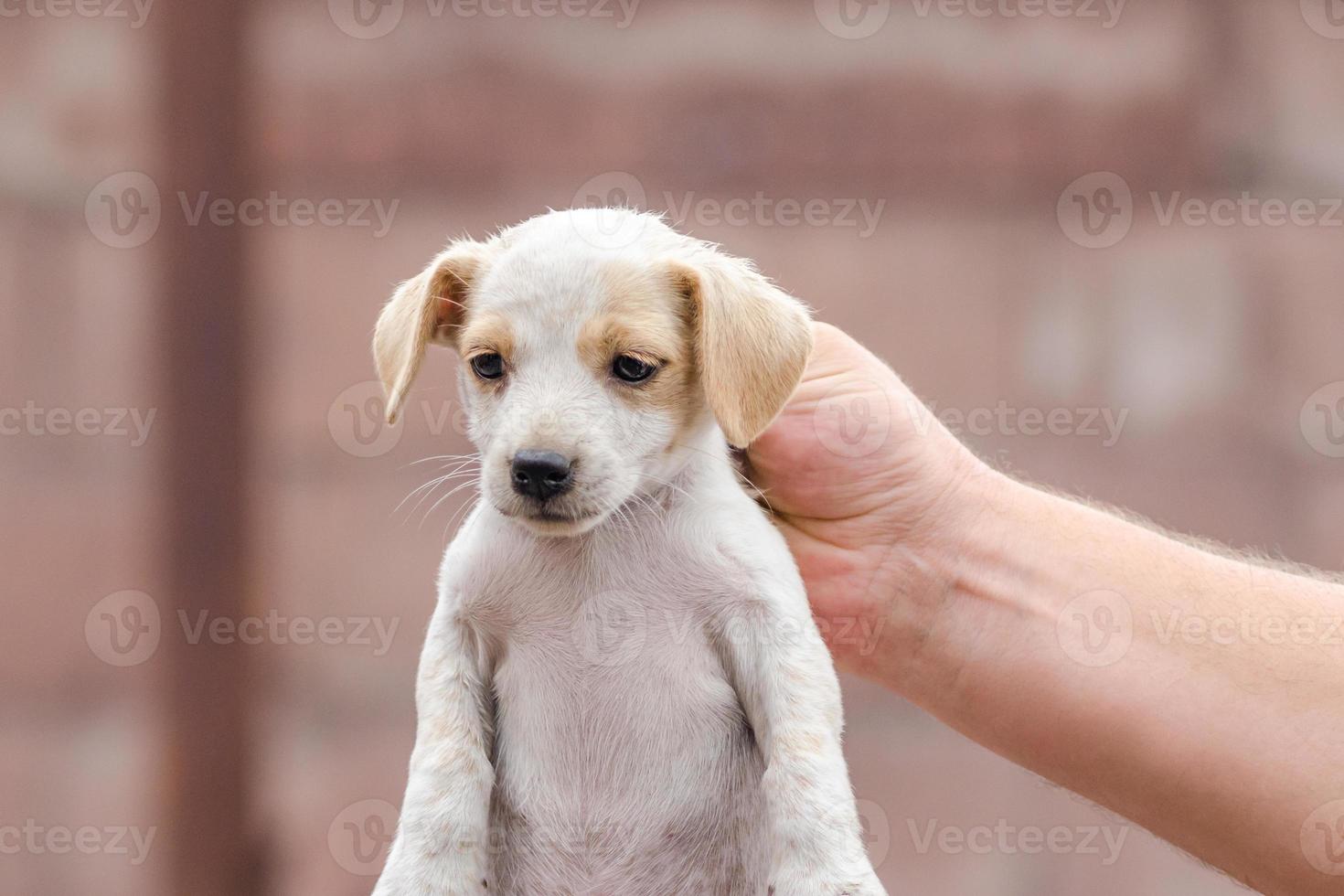 Person holding a puppy by the neck photo