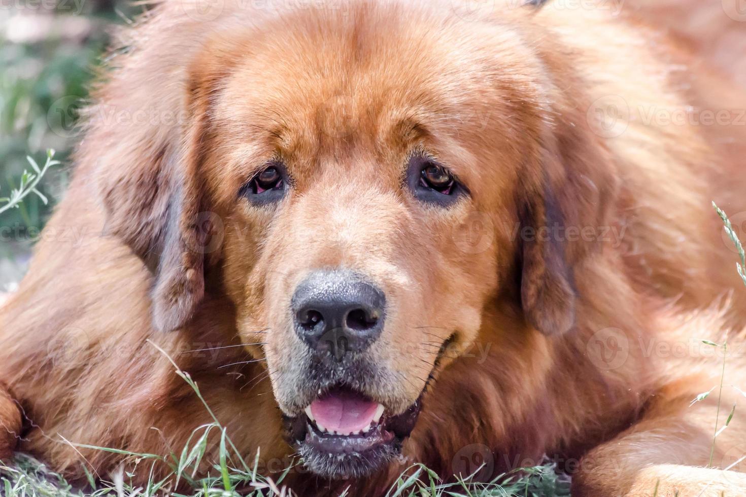 primer plano, de, un, mastín tibetano, perro foto