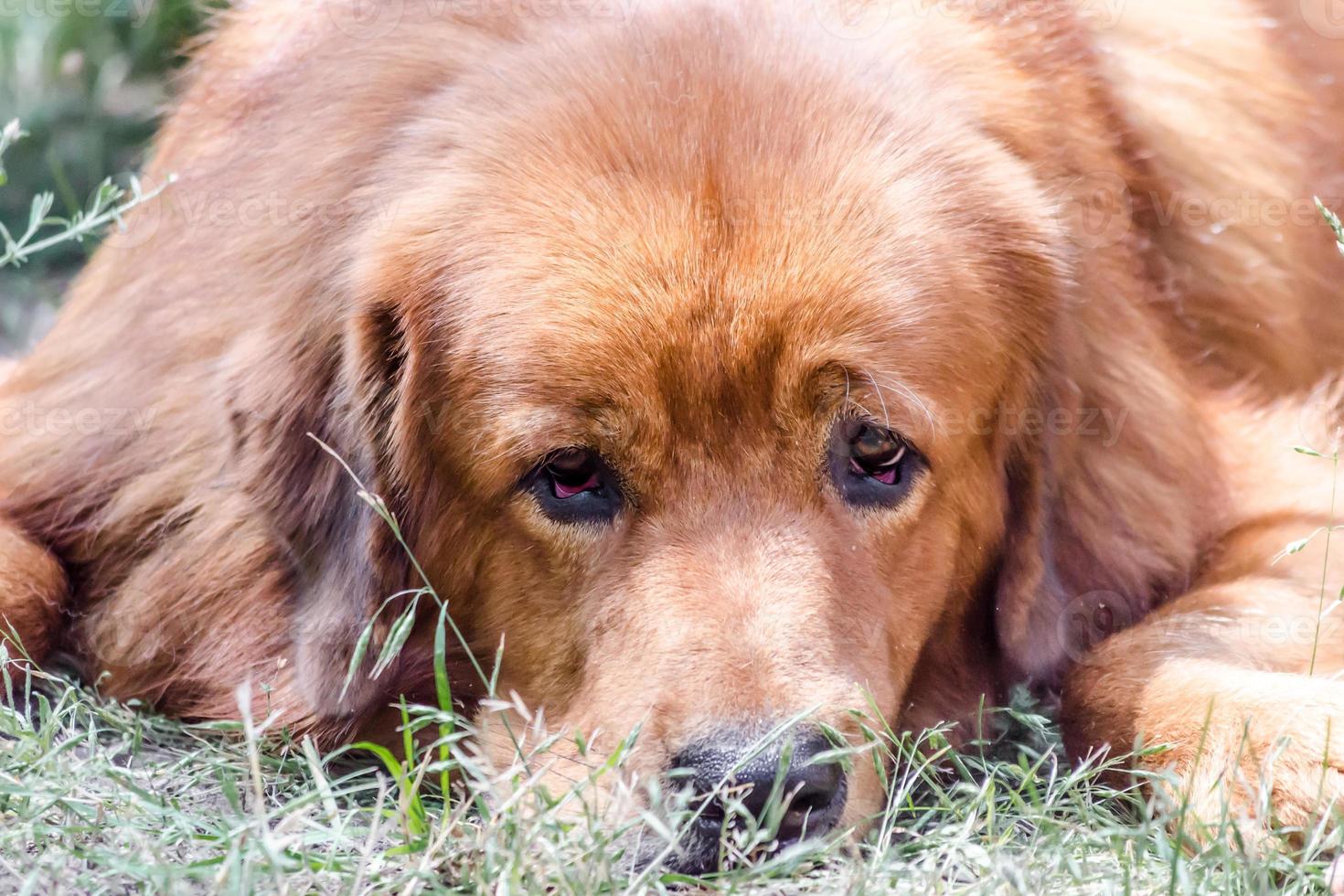 perro tendido en la hierba foto