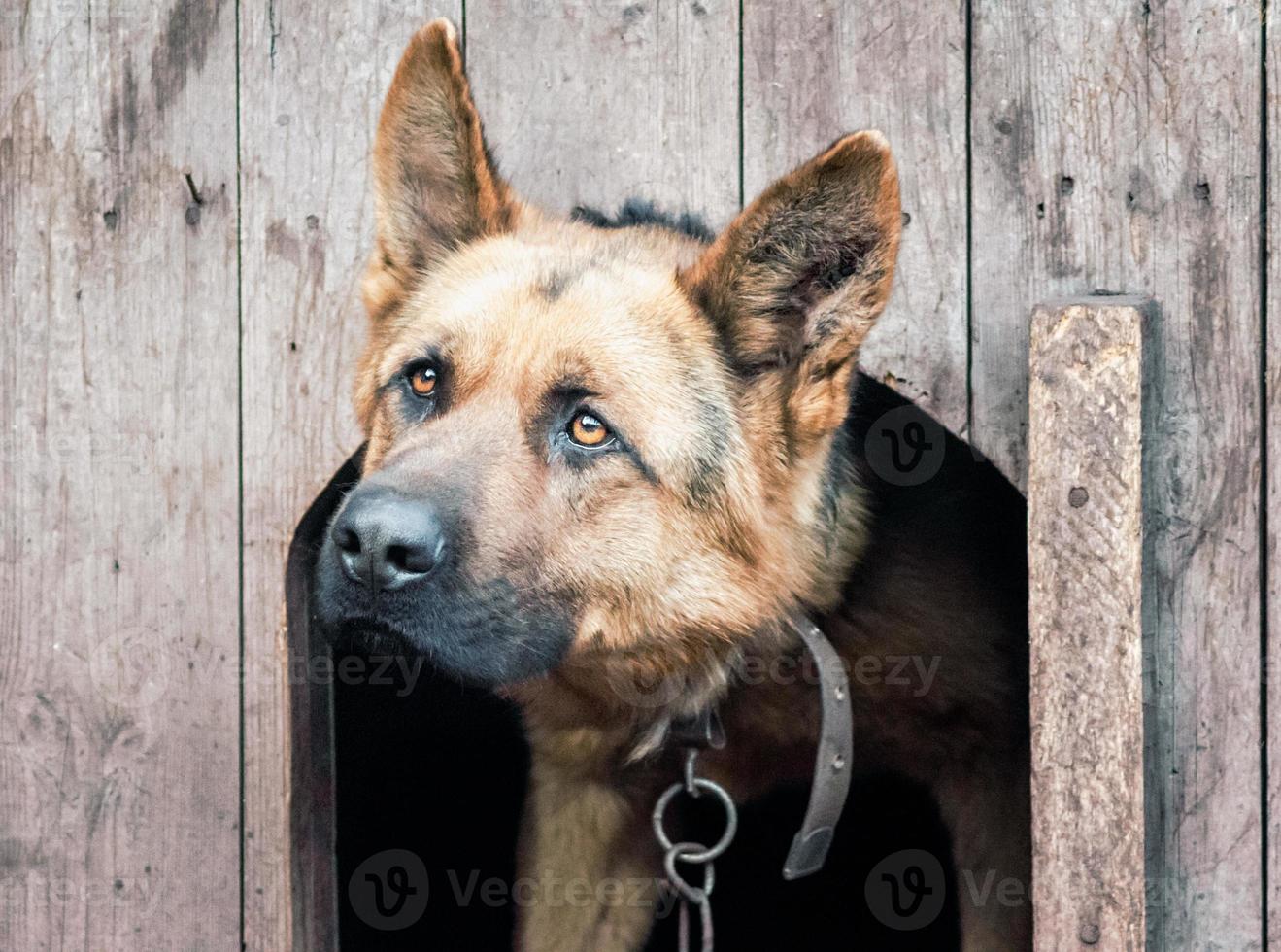 German shepherd n a wooden doghouse photo