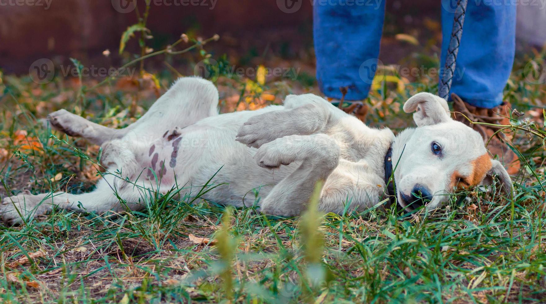 White dog laying in the grass photo