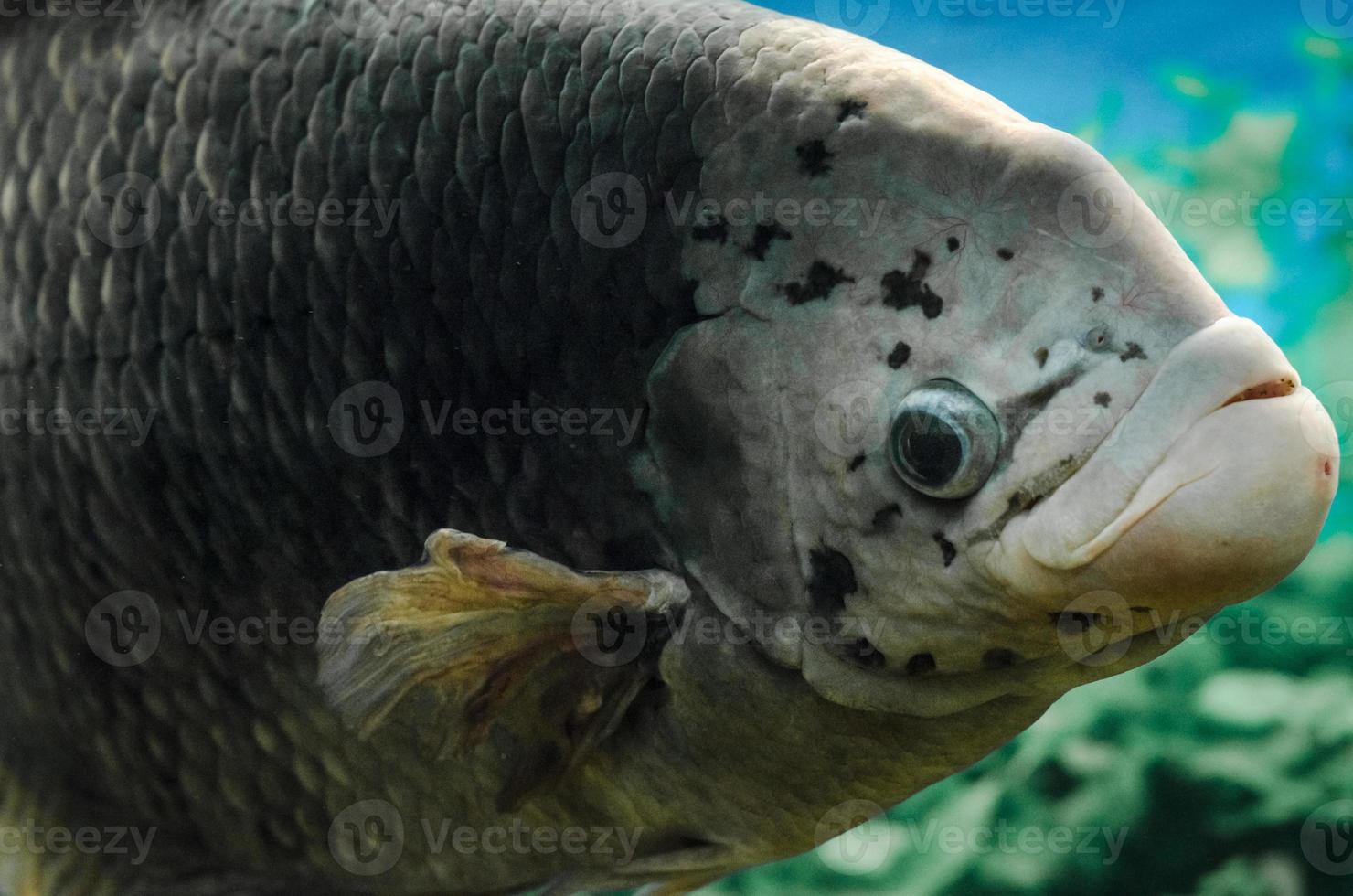 Close-up of a fish in a tank photo