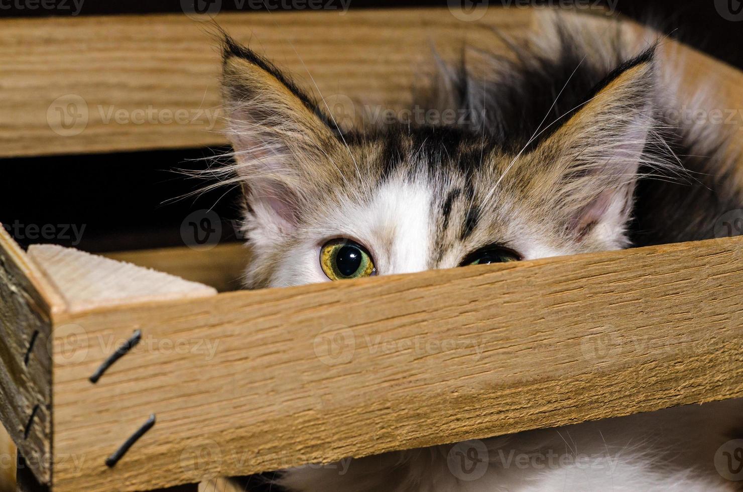 Cat in a wooden box photo