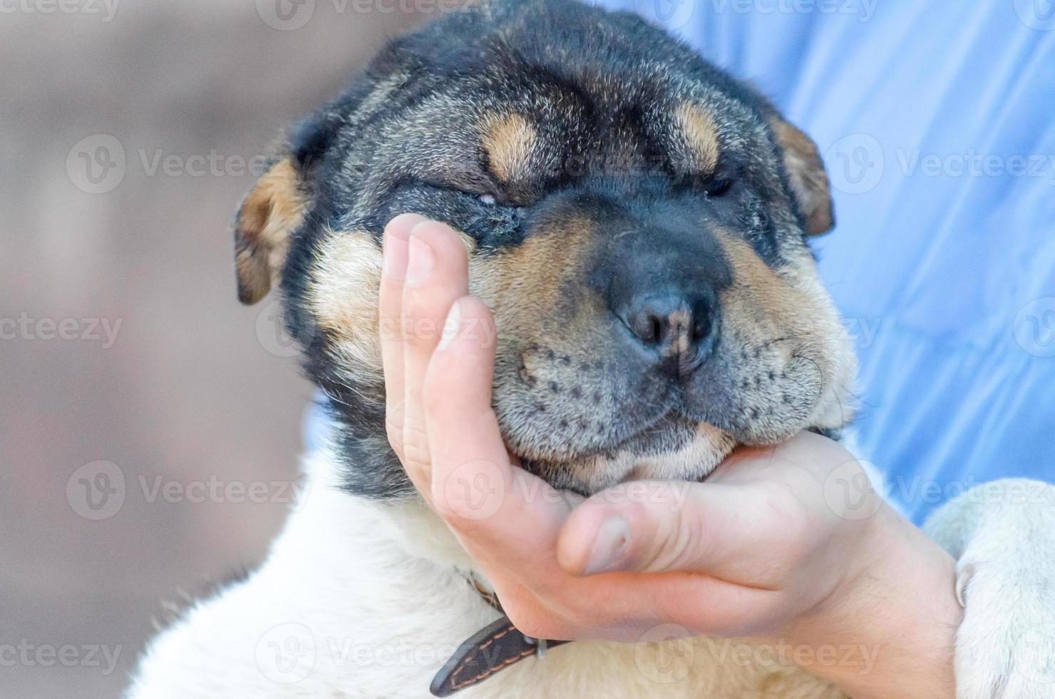 Person holding a puppy's face photo