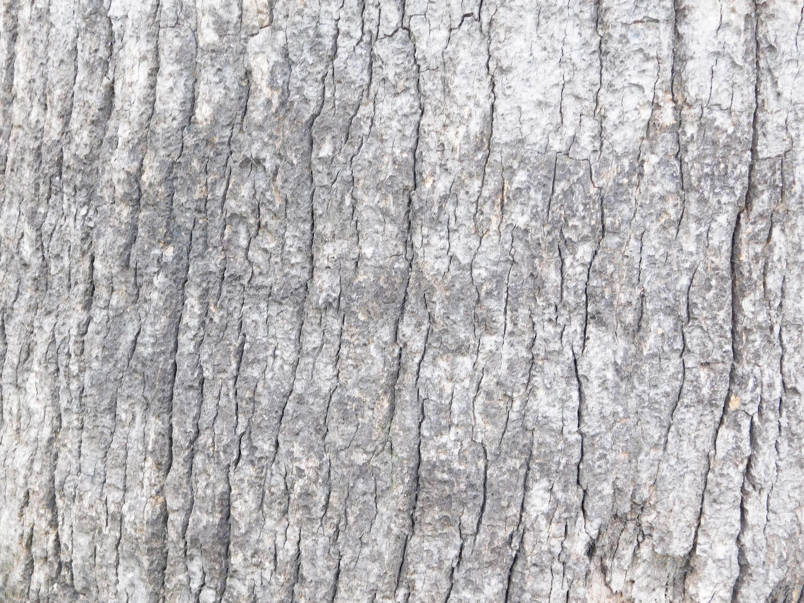 Close-up of tree bark for background or texture 2221181 Stock Photo at